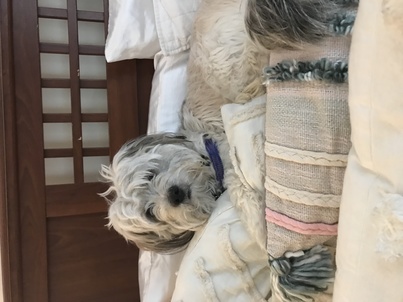 Fluffy dog laying on pillows